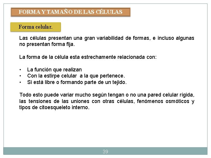 FORMA Y TAMAÑO DE LAS CÉLULAS Forma celular. Las células presentan una gran variabilidad FORMA Y TAMAÑO DE LAS CÉLULAS Forma celular. Las células presentan una gran variabilidad