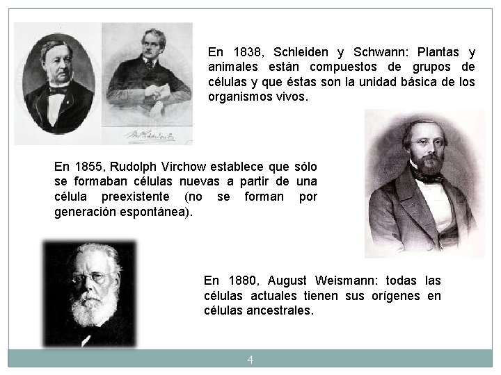 En 1838, Schleiden y Schwann: Plantas y animales están compuestos de grupos de células En 1838, Schleiden y Schwann: Plantas y animales están compuestos de grupos de células