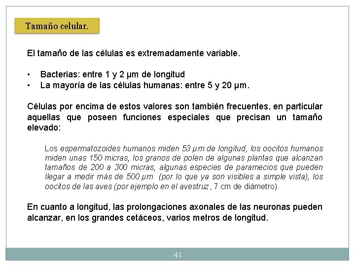 Tamaño celular. El tamaño de las células es extremadamente variable. • • Bacterias: entre Tamaño celular. El tamaño de las células es extremadamente variable. • • Bacterias: entre