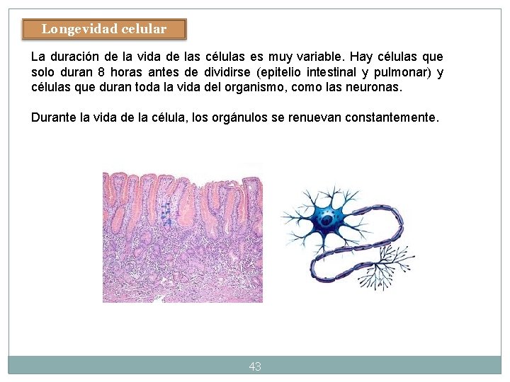 Longevidad celular La duración de la vida de las células es muy variable. Hay Longevidad celular La duración de la vida de las células es muy variable. Hay