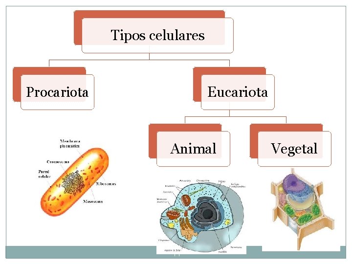Tipos celulares Eucariota Procariota Animal 44 Vegetal Tipos celulares Eucariota Procariota Animal 44 Vegetal
