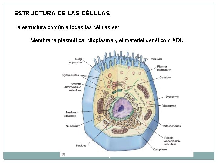 ESTRUCTURA DE LAS CÉLULAS La estructura común a todas las células es: Membrana plasmática, ESTRUCTURA DE LAS CÉLULAS La estructura común a todas las células es: Membrana plasmática,