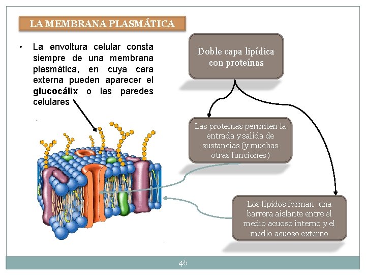 LA MEMBRANA PLASMÁTICA • La envoltura celular consta siempre de una membrana plasmática, en LA MEMBRANA PLASMÁTICA • La envoltura celular consta siempre de una membrana plasmática, en