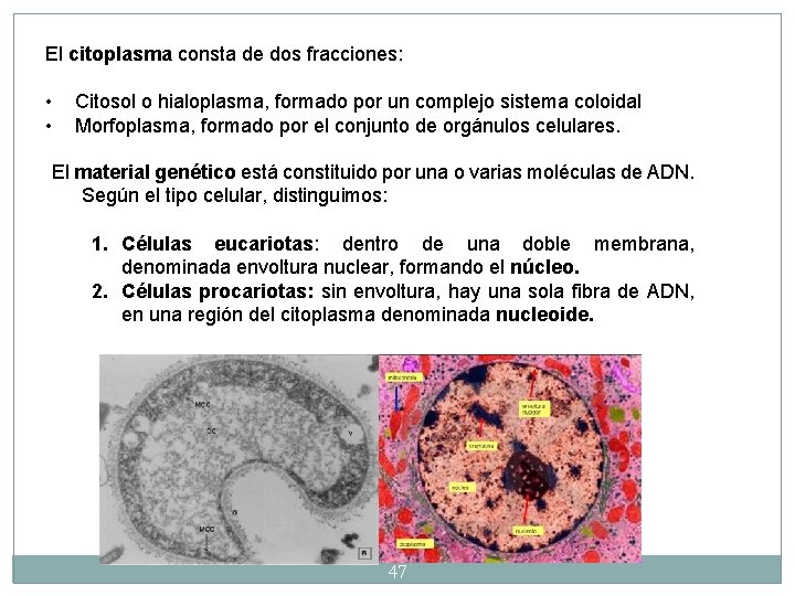 El citoplasma consta de dos fracciones: • • Citosol o hialoplasma, formado por un El citoplasma consta de dos fracciones: • • Citosol o hialoplasma, formado por un