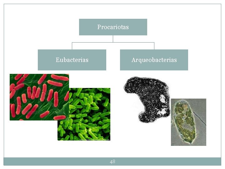 Procariotas Eubacterias Arqueobacterias 48 Procariotas Eubacterias Arqueobacterias 48