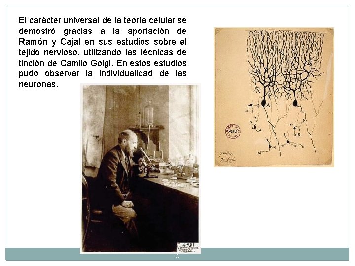 El carácter universal de la teoría celular se demostró gracias a la aportación de El carácter universal de la teoría celular se demostró gracias a la aportación de