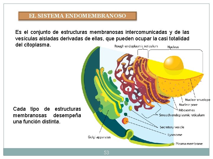 EL SISTEMA ENDOMEMBRANOSO Es el conjunto de estructuras membranosas intercomunicadas y de las vesículas EL SISTEMA ENDOMEMBRANOSO Es el conjunto de estructuras membranosas intercomunicadas y de las vesículas