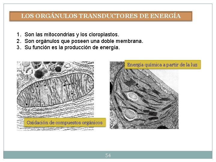 LOS ORGÁNULOS TRANSDUCTORES DE ENERGÍA 1. Son las mitocondrias y los cloroplastos. 2. Son LOS ORGÁNULOS TRANSDUCTORES DE ENERGÍA 1. Son las mitocondrias y los cloroplastos. 2. Son