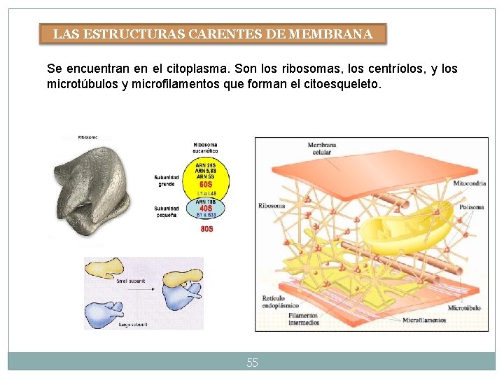LAS ESTRUCTURAS CARENTES DE MEMBRANA Se encuentran en el citoplasma. Son los ribosomas, los LAS ESTRUCTURAS CARENTES DE MEMBRANA Se encuentran en el citoplasma. Son los ribosomas, los