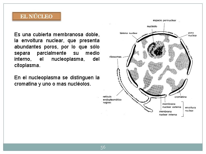 EL NÚCLEO Es una cubierta membranosa doble, la envoltura nuclear, que presenta abundantes poros, EL NÚCLEO Es una cubierta membranosa doble, la envoltura nuclear, que presenta abundantes poros,