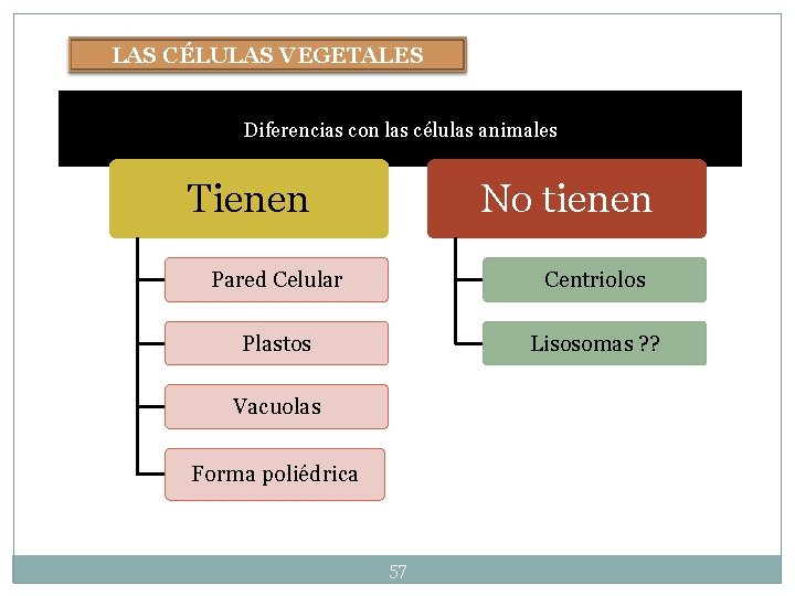 LAS CÉLULAS VEGETALES Diferencias con las células animales Tienen No tienen Pared Celular Centriolos LAS CÉLULAS VEGETALES Diferencias con las células animales Tienen No tienen Pared Celular Centriolos