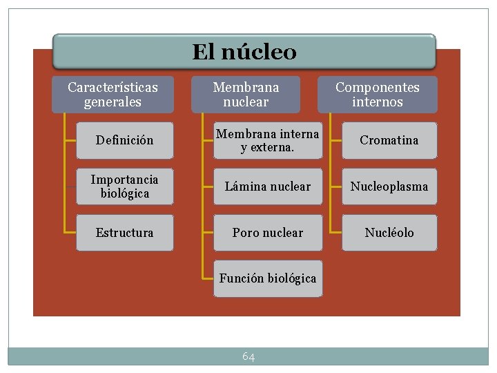 El núcleo Características generales Membrana nuclear Componentes internos Definición Membrana interna y externa. Cromatina El núcleo Características generales Membrana nuclear Componentes internos Definición Membrana interna y externa. Cromatina