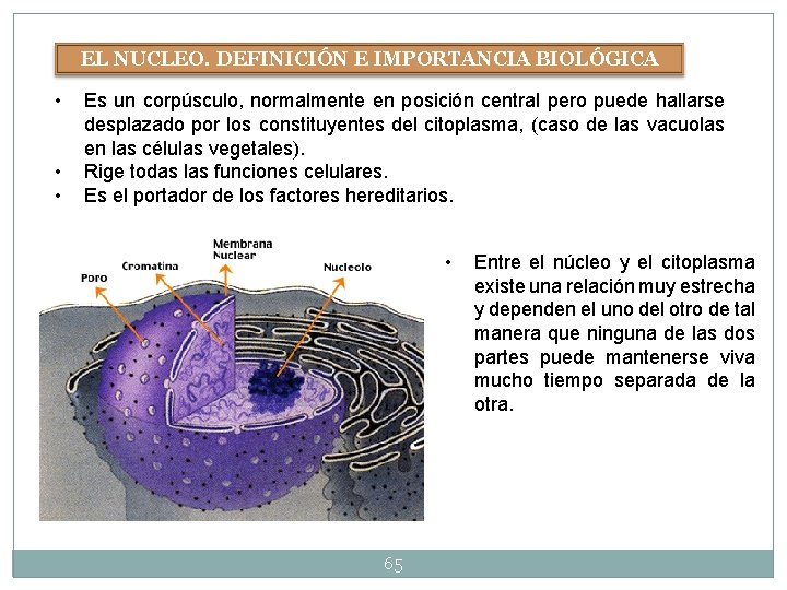 EL NUCLEO. DEFINICIÓN E IMPORTANCIA BIOLÓGICA • • • Es un corpúsculo, normalmente en EL NUCLEO. DEFINICIÓN E IMPORTANCIA BIOLÓGICA • • • Es un corpúsculo, normalmente en