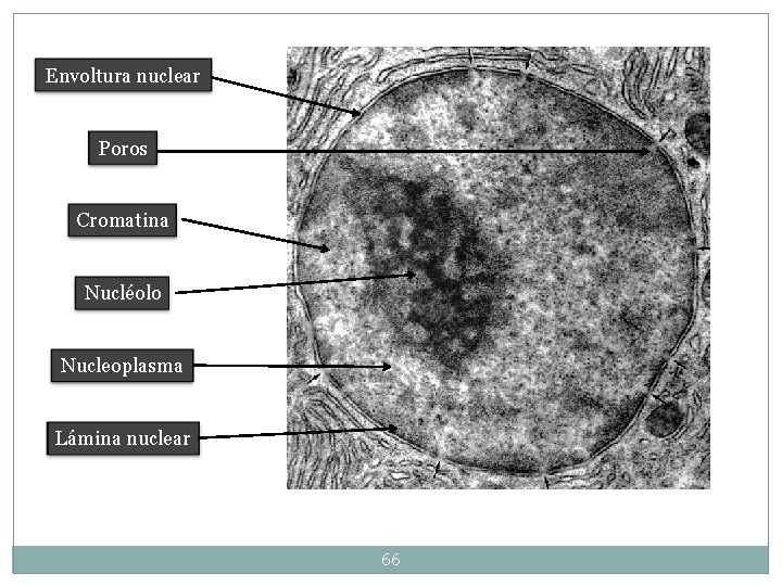 Envoltura nuclear Poros Cromatina Nucléolo Nucleoplasma Lámina nuclear 66 Envoltura nuclear Poros Cromatina Nucléolo Nucleoplasma Lámina nuclear 66
