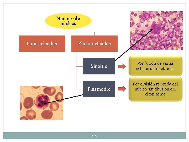 Número de núcleos Uninucleadas Plurinucleadas Sincitio Por fusión de varias células uninucleadas Plasmodio Por Número de núcleos Uninucleadas Plurinucleadas Sincitio Por fusión de varias células uninucleadas Plasmodio Por