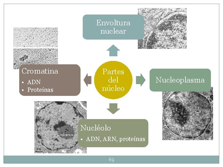 Envoltura nuclear Cromatina • ADN • Proteínas Partes del núcleo Nucléolo • ADN, ARN, Envoltura nuclear Cromatina • ADN • Proteínas Partes del núcleo Nucléolo • ADN, ARN,