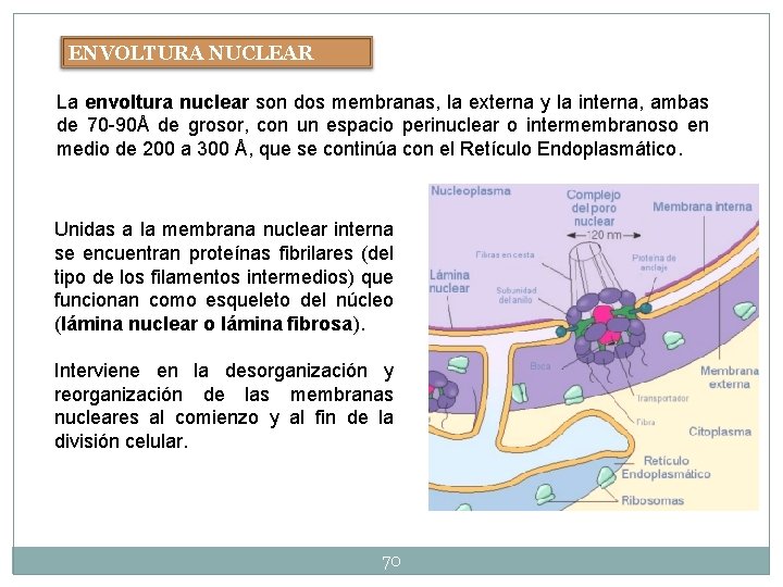ENVOLTURA NUCLEAR La envoltura nuclear son dos membranas, la externa y la interna, ambas ENVOLTURA NUCLEAR La envoltura nuclear son dos membranas, la externa y la interna, ambas