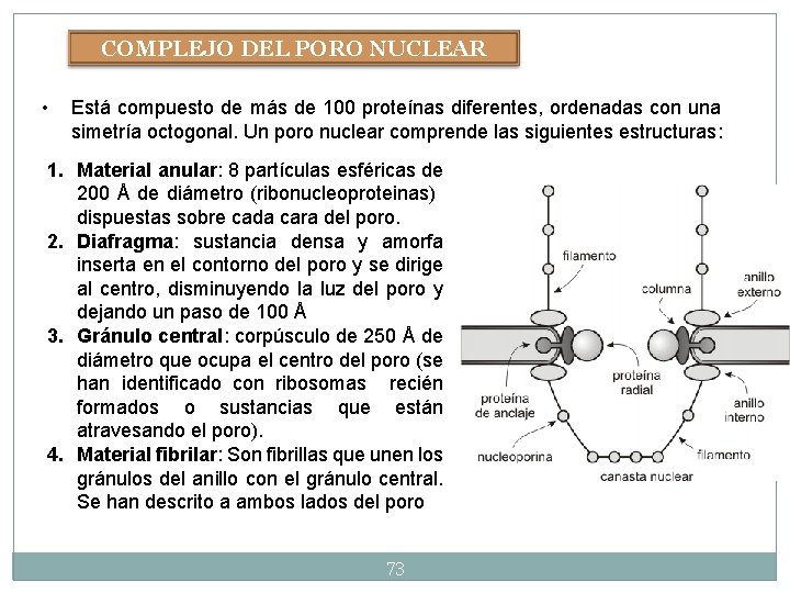 COMPLEJO DEL PORO NUCLEAR • Está compuesto de más de 100 proteínas diferentes, ordenadas COMPLEJO DEL PORO NUCLEAR • Está compuesto de más de 100 proteínas diferentes, ordenadas