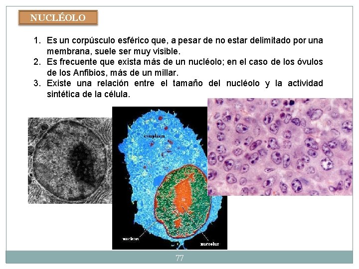 NUCLÉOLO 1. Es un corpúsculo esférico que, a pesar de no estar delimitado por NUCLÉOLO 1. Es un corpúsculo esférico que, a pesar de no estar delimitado por