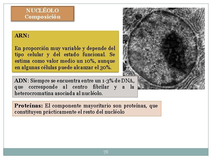 NUCLÉOLO Composición ARN: En proporción muy variable y depende del tipo celular y del NUCLÉOLO Composición ARN: En proporción muy variable y depende del tipo celular y del