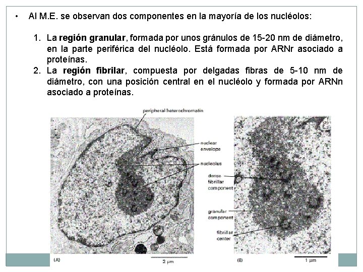 • Al M. E. se observan dos componentes en la mayoría de los • Al M. E. se observan dos componentes en la mayoría de los