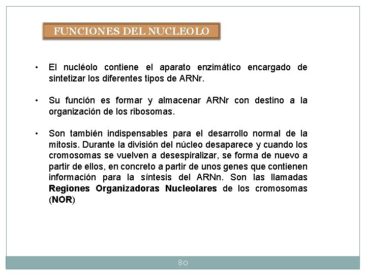 FUNCIONES DEL NUCLEOLO • El nucléolo contiene el aparato enzimático encargado de sintetizar los FUNCIONES DEL NUCLEOLO • El nucléolo contiene el aparato enzimático encargado de sintetizar los