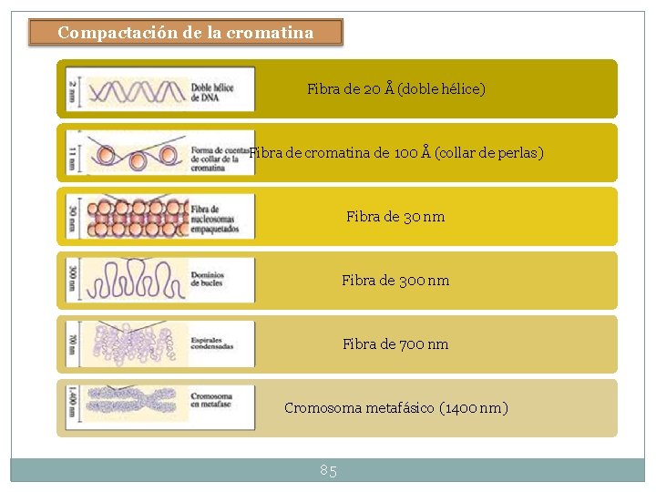 Compactación de la cromatina Fibra de 20 Å (doble hélice) Fibra de cromatina de Compactación de la cromatina Fibra de 20 Å (doble hélice) Fibra de cromatina de