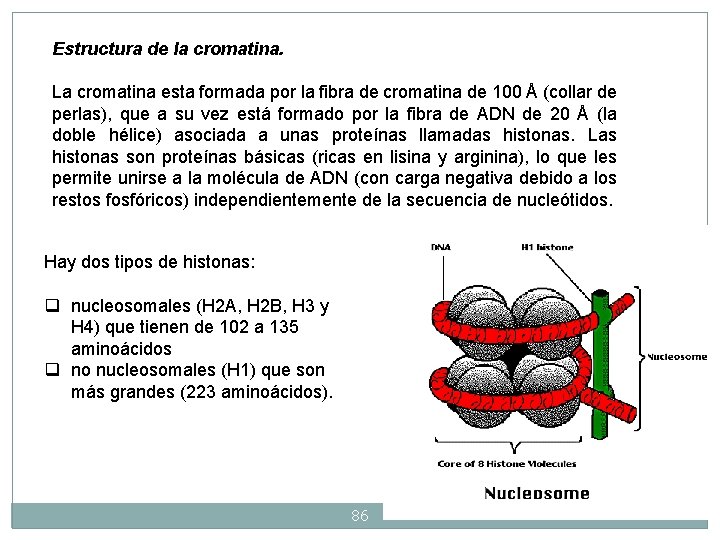Estructura de la cromatina. La cromatina esta formada por la fibra de cromatina de Estructura de la cromatina. La cromatina esta formada por la fibra de cromatina de
