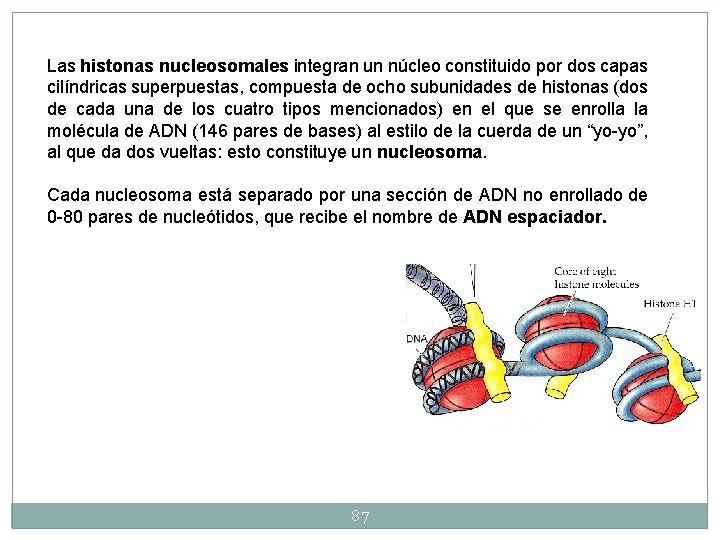 Las histonas nucleosomales integran un núcleo constituido por dos capas cilíndricas superpuestas, compuesta de Las histonas nucleosomales integran un núcleo constituido por dos capas cilíndricas superpuestas, compuesta de