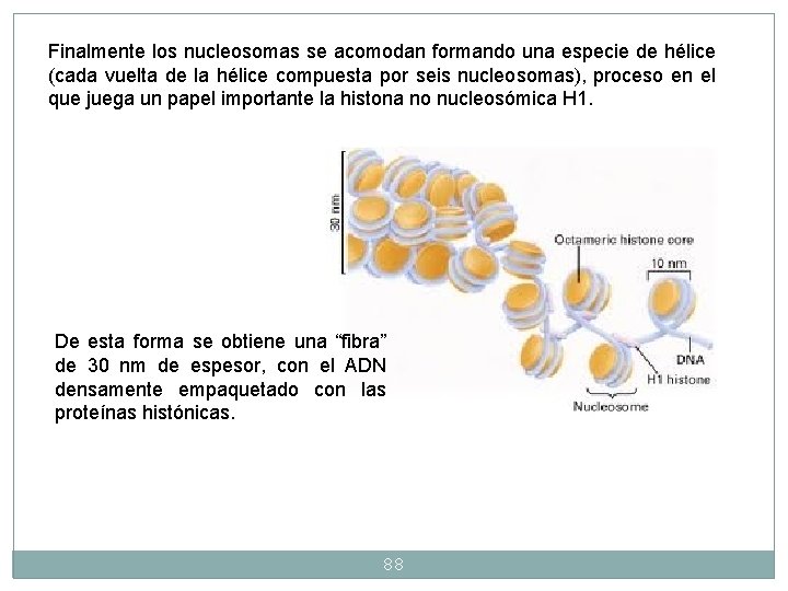Finalmente los nucleosomas se acomodan formando una especie de hélice (cada vuelta de la Finalmente los nucleosomas se acomodan formando una especie de hélice (cada vuelta de la