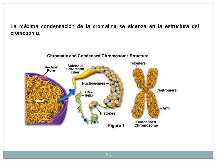 La máxima condensación de la cromatina se alcanza en la estructura del cromosoma. 89 La máxima condensación de la cromatina se alcanza en la estructura del cromosoma. 89