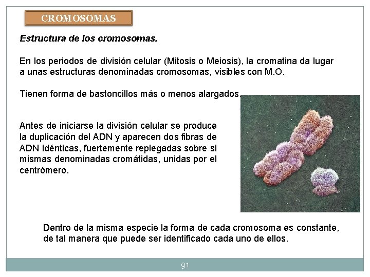 CROMOSOMAS Estructura de los cromosomas. En los periodos de división celular (Mitosis o Meiosis), CROMOSOMAS Estructura de los cromosomas. En los periodos de división celular (Mitosis o Meiosis),