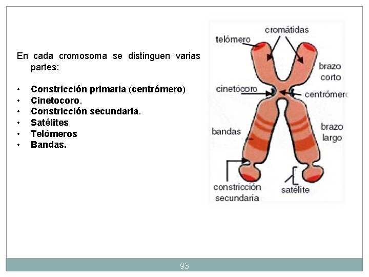 En cada cromosoma se distinguen varias partes: • • • Constricción primaria (centrómero) Cinetocoro. En cada cromosoma se distinguen varias partes: • • • Constricción primaria (centrómero) Cinetocoro.