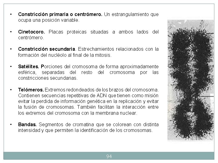 • Constricción primaria o centrómero. Un estrangulamiento que ocupa una posición variable. • • Constricción primaria o centrómero. Un estrangulamiento que ocupa una posición variable. •