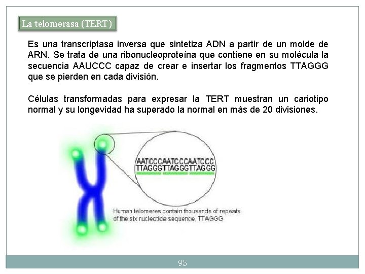 La telomerasa (TERT) Es una transcriptasa inversa que sintetiza ADN a partir de un La telomerasa (TERT) Es una transcriptasa inversa que sintetiza ADN a partir de un