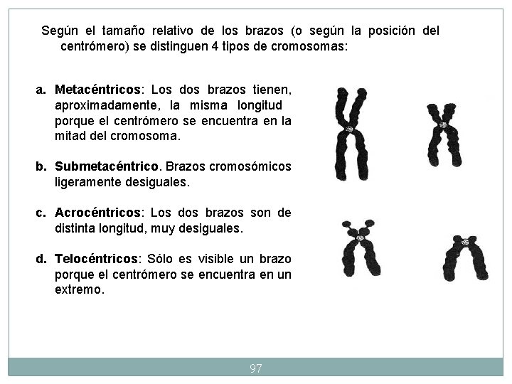 Según el tamaño relativo de los brazos (o según la posición del centrómero) se Según el tamaño relativo de los brazos (o según la posición del centrómero) se