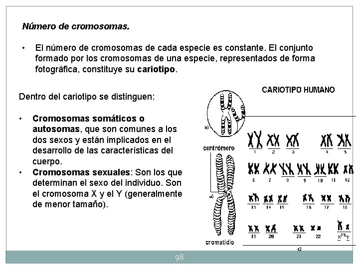 Número de cromosomas. • El número de cromosomas de cada especie es constante. El Número de cromosomas. • El número de cromosomas de cada especie es constante. El