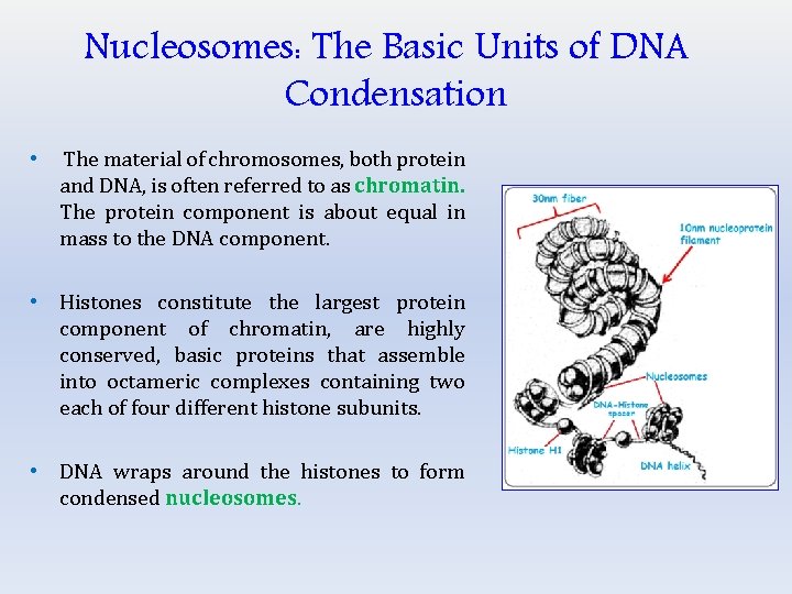 Nucleosomes: The Basic Units of DNA Condensation • The material of chromosomes, both protein