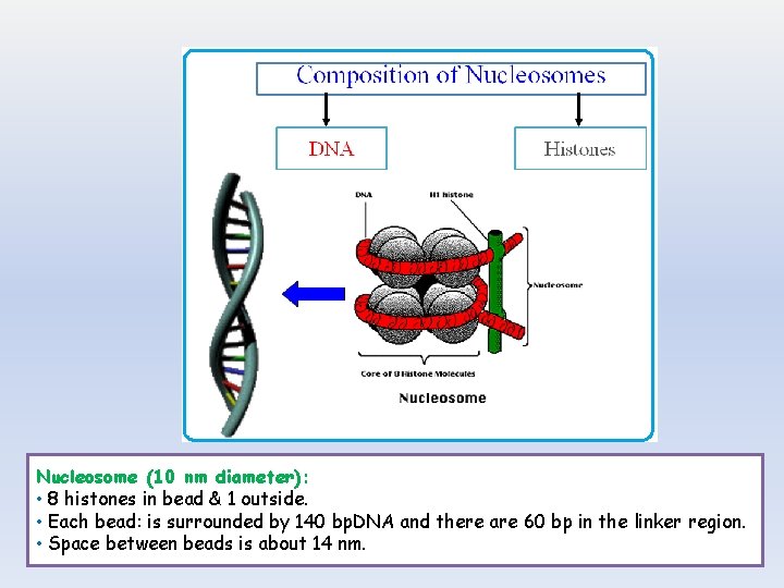 Nucleosome (10 nm diameter): • 8 histones in bead & 1 outside. • Each