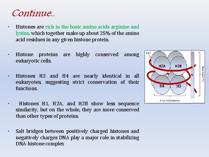 Continue. . • Histones are rich in the basic amino acids arginine and lysine,