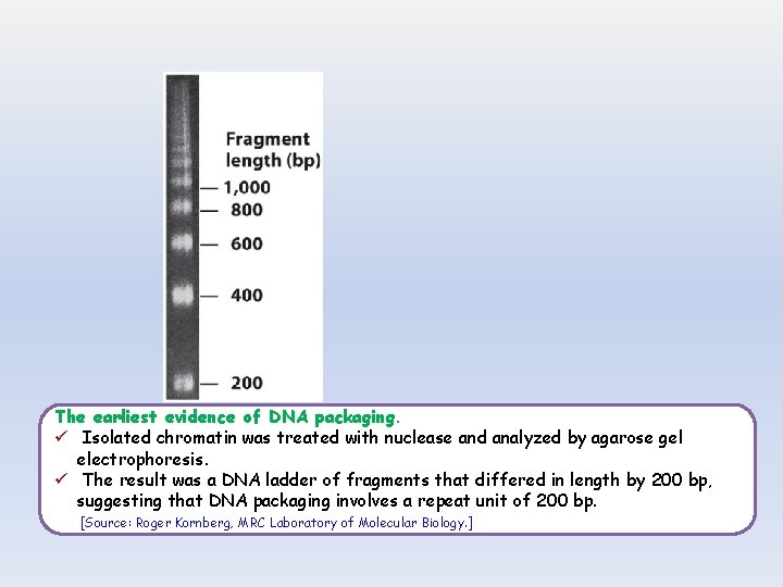 The earliest evidence of DNA packaging. ü Isolated chromatin was treated with nuclease and