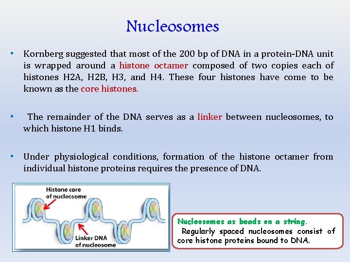 Nucleosomes • Kornberg suggested that most of the 200 bp of DNA in a