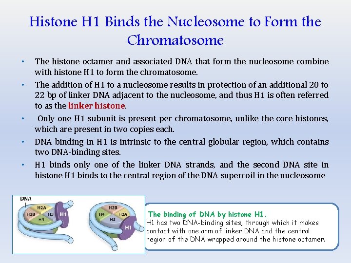 Histone H 1 Binds the Nucleosome to Form the Chromatosome • • • The