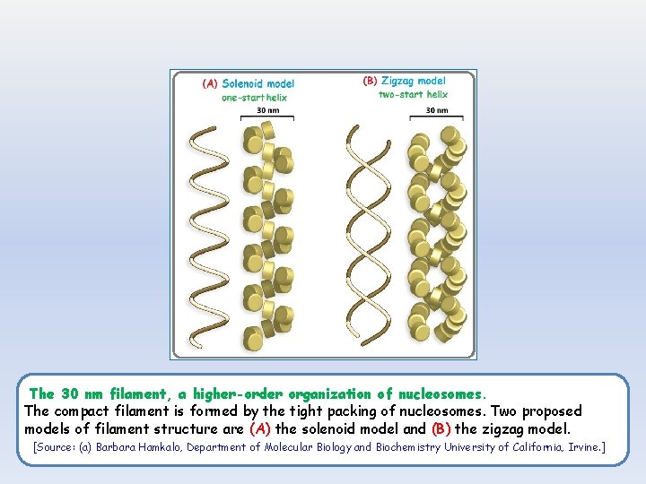 The 30 nm filament, a higher-order organization of nucleosomes. The compact filament is formed