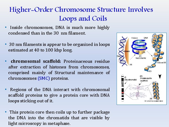 Higher-Order Chromosome Structure Involves Loops and Coils • Inside chromosomes, DNA is much more