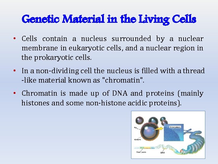Genetic Material in the Living Cells • Cells contain a nucleus surrounded by a