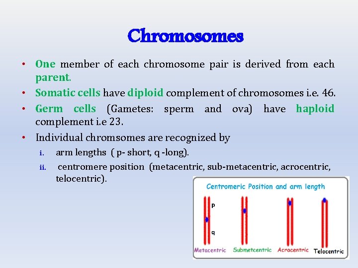 Chromosomes • One member of each chromosome pair is derived from each parent. •