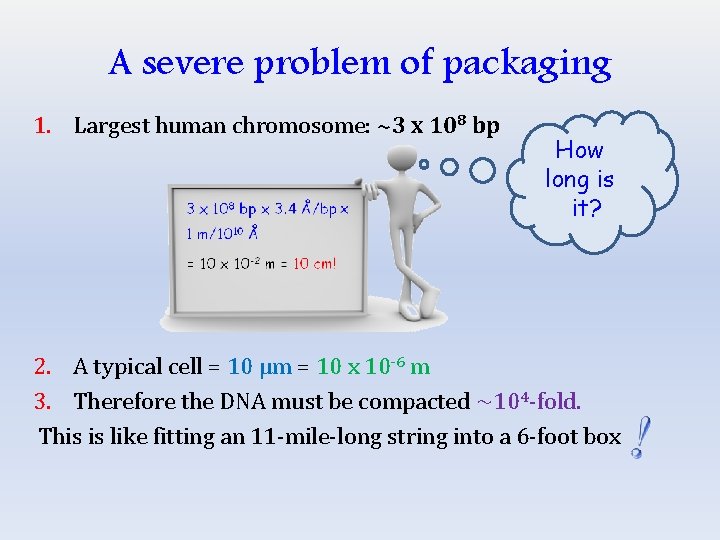 A severe problem of packaging 1. Largest human chromosome: ~3 x 108 bp How
