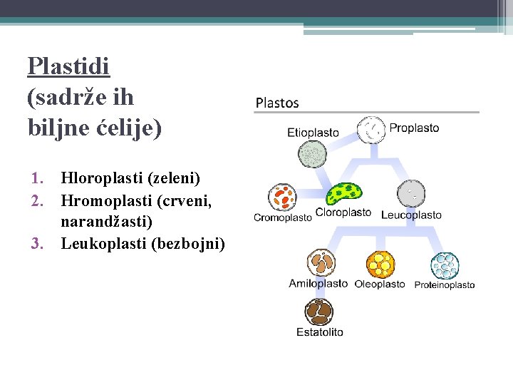 Plastidi (sadrže ih biljne ćelije) 1. Hloroplasti (zeleni) 2. Hromoplasti (crveni, narandžasti) 3. Leukoplasti