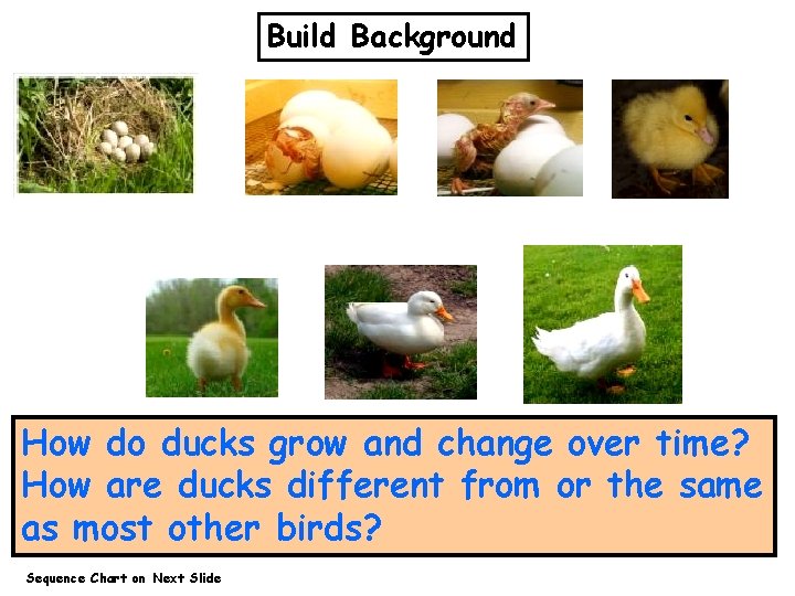 Build Background How do ducks grow and change over time? How are ducks different